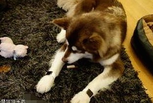 国产熟女网：东方成熟魅力的独特展现